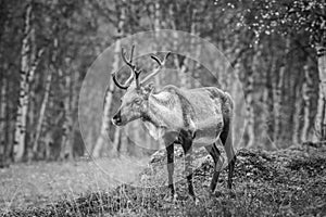 Reindeer in the forest, Lapland, Finland