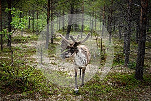 A reindeer in the forest, Lappland,Finland