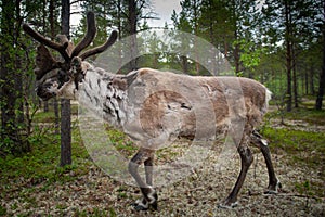 A reindeer in the forest, Lappland,Finland