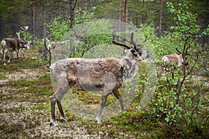 A reindeer in the forest, Lappland,Finland