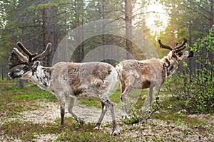 A reindeer in the forest, Lappland,Finland