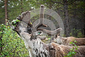 A reindeer in the forest, Lappland,Finland