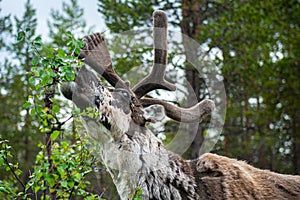 A reindeer in the forest, Lappland,Finland