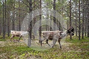 A reindeer in the forest, Lappland,Finland