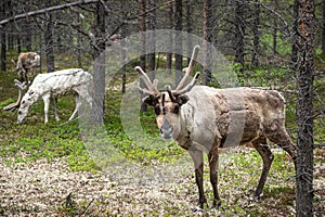 A reindeer in the forest, Lappland,Finland