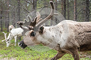 A reindeer in the forest, Lappland,Finland