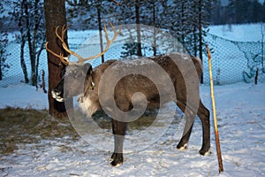 Reindeer in the forest during the polar night