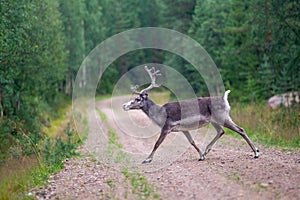 reindeer in the forest on the road