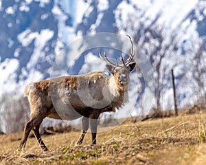 Reindeer in front of mountain