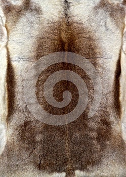 Reindeer fur texture