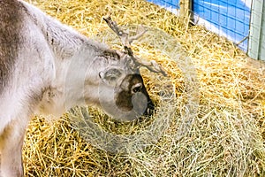 Reindeer at a Garden Centre