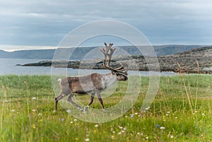 Reindeer graze on the coast of the Barents Sea, Varanger Peninsula, Finnmark, Norway