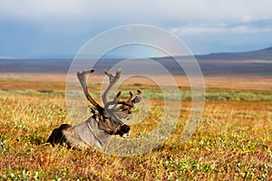 Reindeer grazes in the polar tundra.