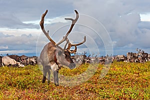 Reindeer grazes in the polar tundra.