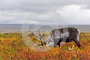 Reindeer grazes in the polar tundra. photo