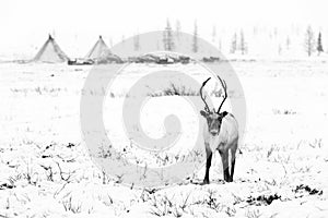 Reindeer grazes in the tundra photo