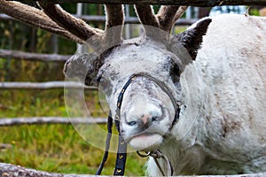 Reindeer grazing