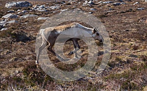 Reindeer grazing in the Cairngorm mountains