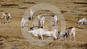 Reindeer grazing in the east fjords of Iceland