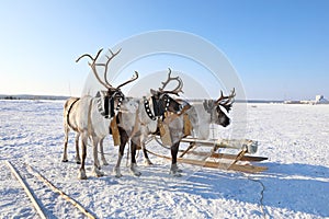 Reindeer in harness on a frosty day in Siberia
