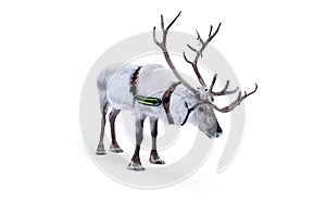 Reindeer with harness isolated on white background.