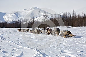 Reindeer harnesses loaded with property are moving to a new camp site