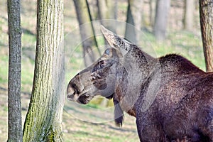 Reindeer Head Closeup in Forest Rangifer Tarandus Fennicus