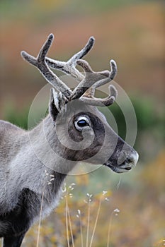 Reindeer head portrait in autumn