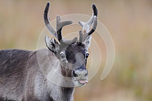 Reindeer head portrait, flatruet, sweden