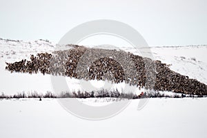 Reindeer Herd