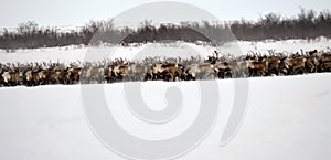 Reindeer Herd