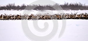 Reindeer Herd photo