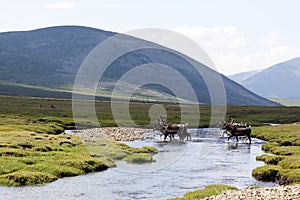 Reindeer herd crossing river in northern Mongolia