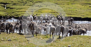 Reindeer herd crossing river in northern Mongolia