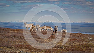 Reindeer herd grazing on a mountainside in Swedish Lapland with beautiful vista in the background and a curious calf looking