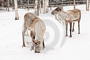 Reindeer herd, Lapland, Northern Finland