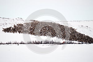 Reindeer Herd photo