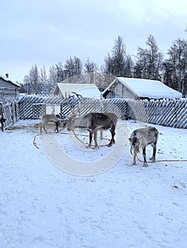 Reindeer herd on sunny winter day, Lapland, Northern Finland, Lapinkyla resort, traditionally tourism, ride safari with snow