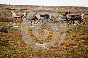 Reindeer herd, Sweden photo