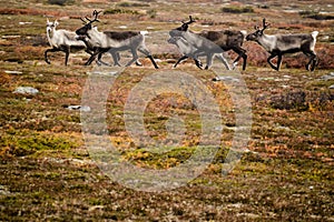 Reindeer herd on Swedish tundra