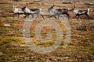 Reindeer herd on Swedish tundra photo
