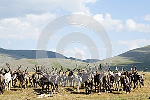 Reindeer herd of Tsaatan people in northern Mongolia photo