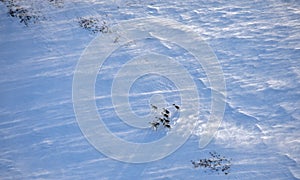 Reindeer herd in winter tundra