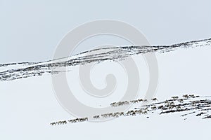 Reindeer herd wintertime Sweden