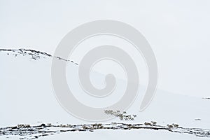 Reindeer herd wintertime Sweden