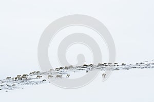 Reindeer herd wintertime Sweden