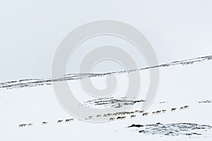 Reindeer herd wintertime Sweden