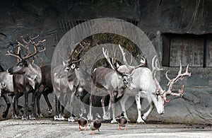 Reindeer