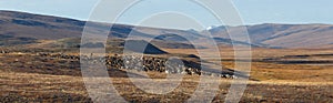 A reindeer herder grazes a herd of reindeer in the tundra