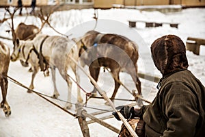 Reindeer herder on reindeer sled in countryside